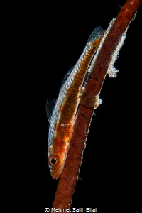 Wire coral goby with eggs (Backlit) by Mehmet Salih Bilal 